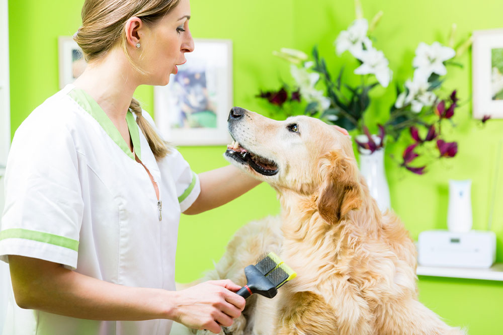 4 tips to manage flea and tick infestation in dogs