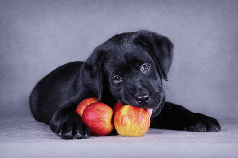 7 human foods that are safe and nutritious for dogs