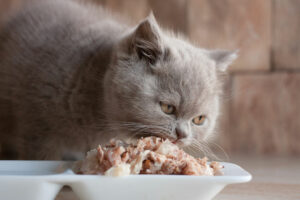 Top 5 cat foods that are recommended by vets