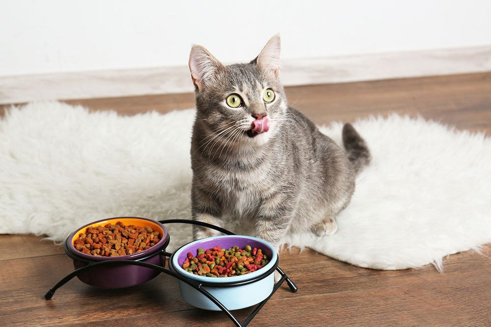 Top 10 Cat Food Deals to Explore on Black Friday 2023