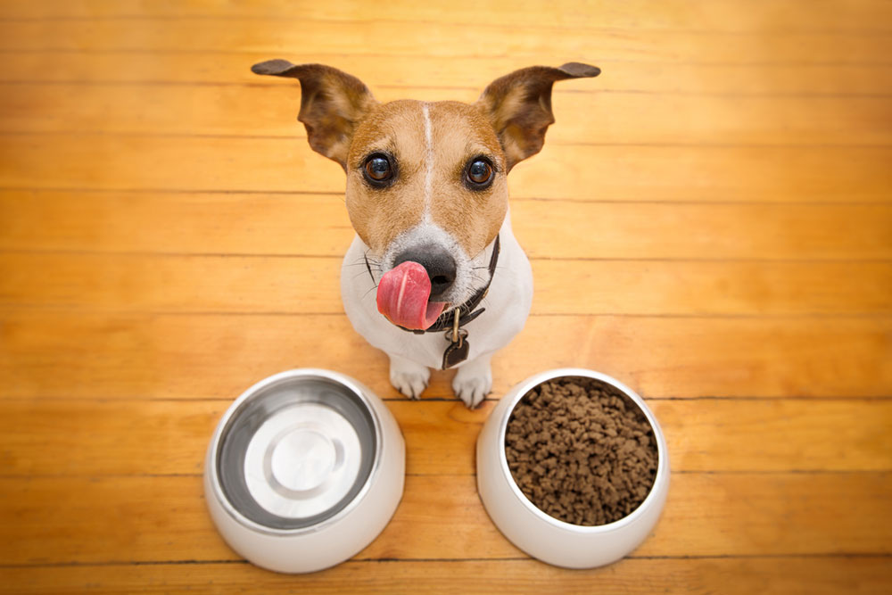 Top 10 Discounts to Expect on Dog Foods for Black Friday 2023