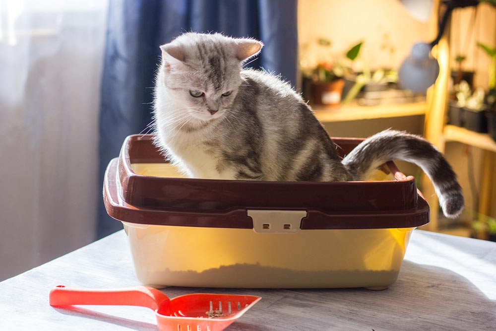 9 tips for toilet training a cat