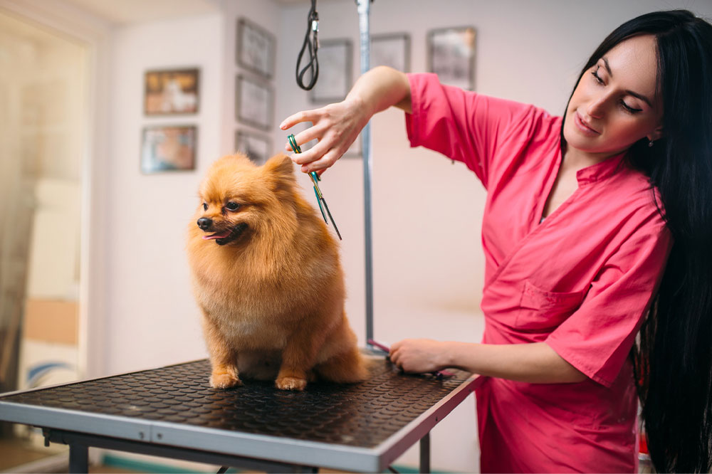 Everything to know about dog grooming programs